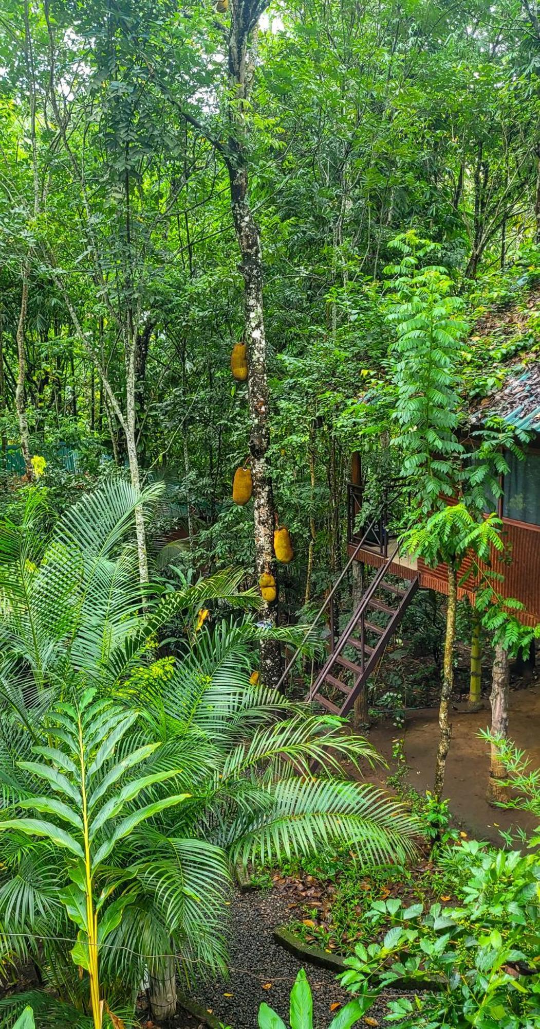 Monsoon Retreats Ecostay- Treehouse Thekkady Ngoại thất bức ảnh