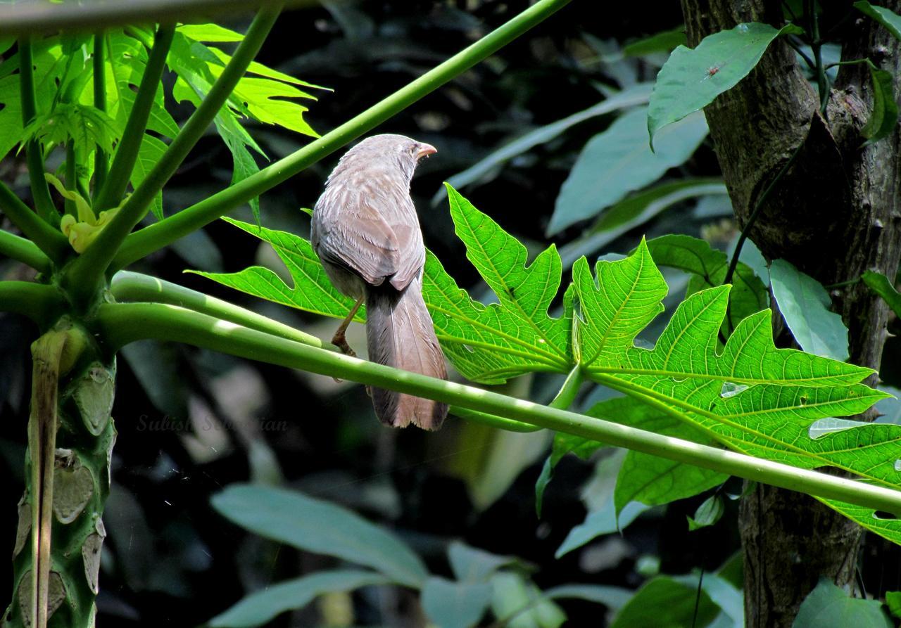 Monsoon Retreats Ecostay- Treehouse Thekkady Ngoại thất bức ảnh