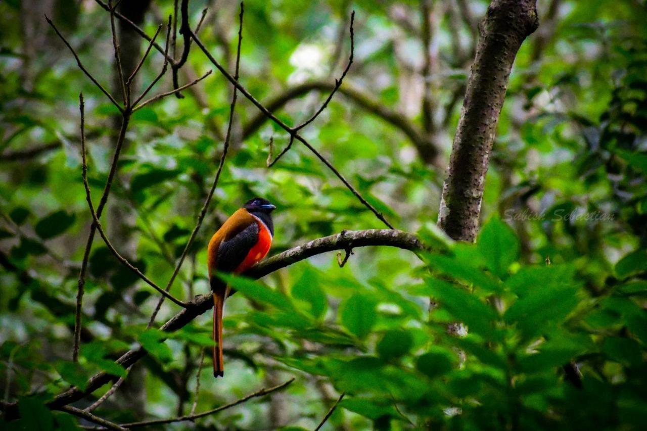 Monsoon Retreats Ecostay- Treehouse Thekkady Ngoại thất bức ảnh
